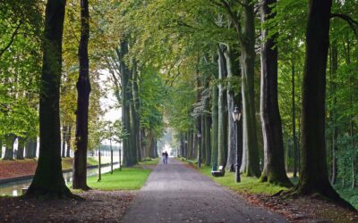 The Hidden Cooling System: Trees Cool the Streets and the City
