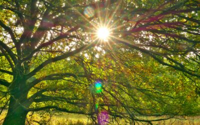 The Big Umbrella Effect: Trees Shield Children From Ultraviolet Rays