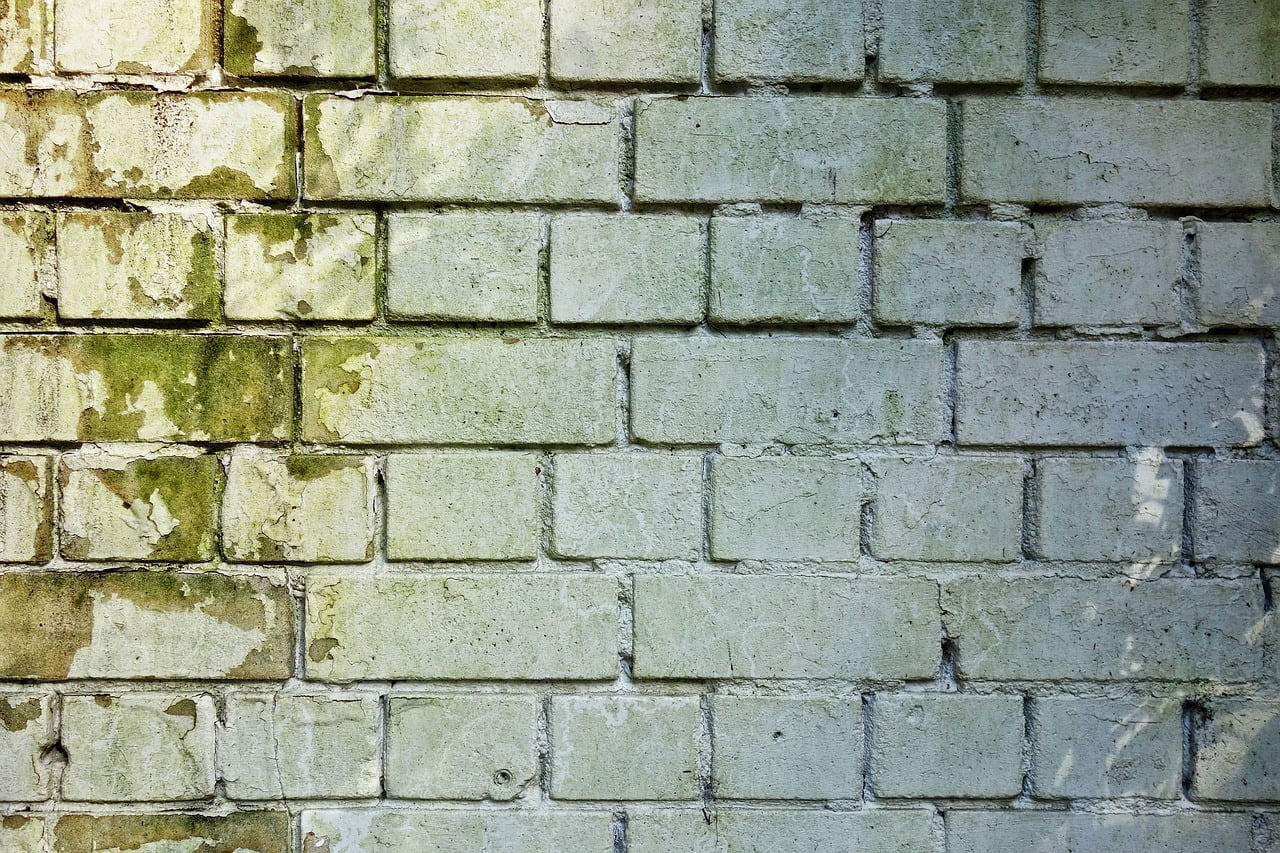 Mold in the Home is Dangerous, Here is Why