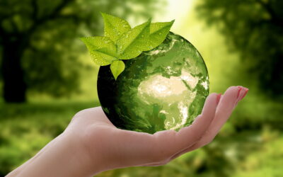How Do Trees Conserve Energy?